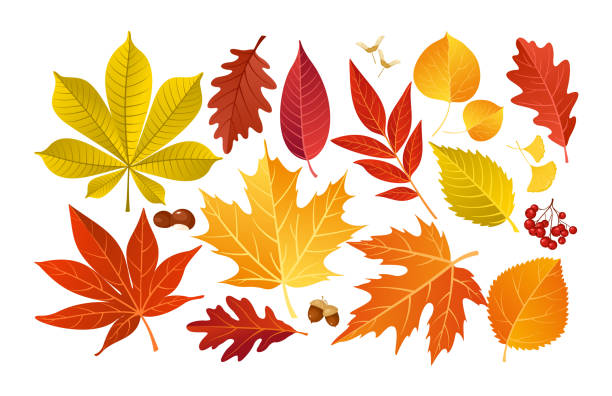 fall image
